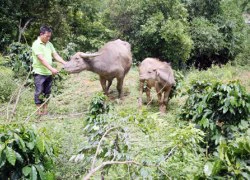 Đồng bào vùng cao không còn &#8220;bỏ vốn ống tre&#8221;