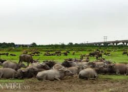 Hà Nội: &#8220;Bốc hơi&#8221; 4 con trâu trong đêm