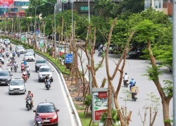 Hà Nội trồng mới hàng trăm cây phượng vĩ