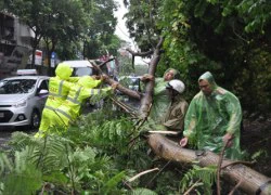 HN: Gió giật cực mạnh, cây đổ ngổn ngang do bão số 1