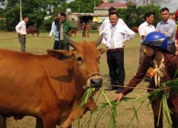 Lãi lớn nhờ nâng tầm vóc bò lai