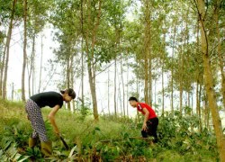 Làm gì để dân sống - chết với rừng?