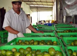 "Làm mới" HTX để nhà nông bớt thua thiệt