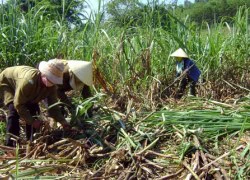 Mía đường hết &#8220;cửa&#8221; bảo hộ