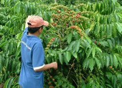 Mô hình cà phê xen canh sầu riêng đem lại hiệu quả cao