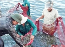 Người Cựu binh nuôi tôm sạch đạt trên 2 tỷ đồng/vụ