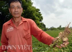 Nông dân nhận "quả đắng" vì trồng lạc không có củ chỉ thấy... rễ