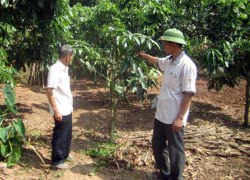 Phân bón Lâm Thao "sánh duyên" cây chè Sơn La