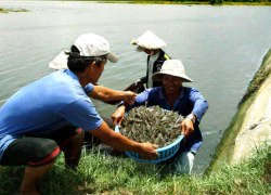 Sử dụng kháng sinh trong thủy sản: Doanh nghiệp thiệt 1, nông dân mất 10