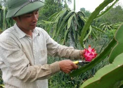 Trồng thanh long đúng cách, lãi trăm triệu đồng/vụ