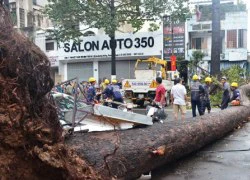 Cây xanh gây họa: Phải có địa chỉ trách nhiệm!