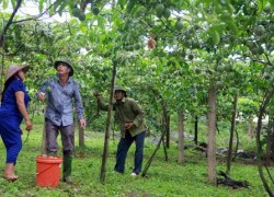 Chanh leo lan rộng cao nguyên Mộc Châu