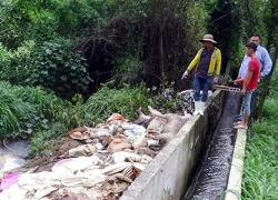 Công ty vứt heo thối ra sông Sài Gòn bị phạt 300 triệu đồng