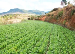 Đà Lạt rau rẻ thối, Hà Nội ăn đồ Tàu: Chờ Bộ trưởng ra tay