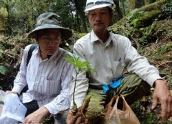 Dán tem chống giả cho sâm Ngọc Linh của Việt Nam tốt nhất thế giới