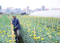 Để vùng hoa Mê Linh tỏa hương