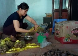 Hạt dẻ đồi 100.000 đồng/kg vẫn không đủ nguồn cung