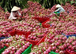 Mánh hiểm lái buôn Tàu: Thương lái Việt hại nông dân Việt