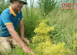 Muốn làm giàu bằng cây đinh lăng - phải có 'máu liều'