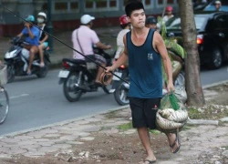 Người dân cất vó bắt cá sông Tô Lịch sau bão