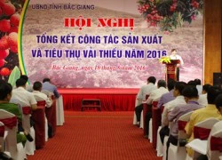 Niên vụ vải thiều 2016 tăng gần 500 tỉ đồng nhờ chuỗi giá trị