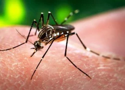 Phát hiện trường hợp nhiễm virus zika ở Phú Yên