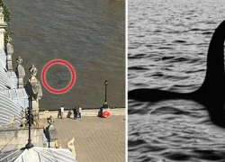 'Quái vật hồ Loch Ness' bị bắt gặp xuất hiện trên sông Thames?