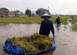 Sẽ triển khai bảo hiểm nông nghiệp trên diện rộng