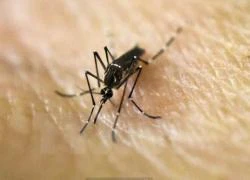 Singapore phát hiện ca nhiễm virus Zika đầu tiên do lây trong nước