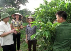 Tập trung chỉ đạo, triển khai xây dựng mô hình điểm