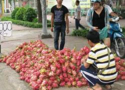 Thương lái Trung Quốc ép giá thanh long: Lỗi phía Việt Nam