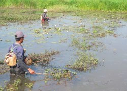 Tôm cá phơi mình vì... điện