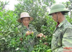 Trồng chanh gai trên đất đá ong, thu nhập hàng trăm triệu đồng