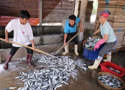 Bộ Y tế: Hải sản miền Trung sống tầng đáy trong 20 hải lý chưa an toàn