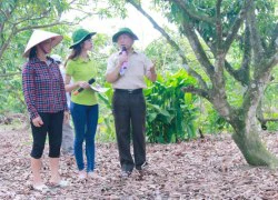 Bón phân Lâm Thao tăng năng suất cho vải, nhãn