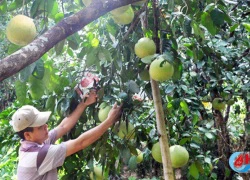 Bưởi Phúc Trạch: Sản lượng tăng, giá rớt thảm