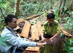 Đăk Song (Đăk Nông): Dự án chưa làm, rừng đã tan hoang