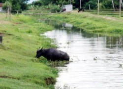 Đi chăn trâu, hai bà cháu chết đuối thương tâm