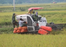 Đi gom rơm, người phụ nữ bị máy gặt lúa cán chết