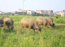 Kiếm trăm triệu nhờ nuôi trâu, thả bò... trong khu biệt thự bỏ hoang