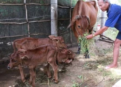 LẠ: Đổ xô xem bò cái hạ sinh 3 con bê