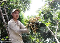 "Lên đời" cho xoài, nhãn chinh phục thị trường khó tính