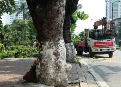 Ngắm những "lão xà cừ" trên đường Kim Mã trước ngày bứng gốc