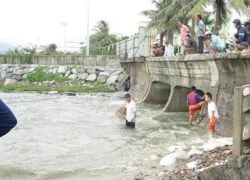 Người Đà Nẵng đổ ra biển bắt... cá nước ngọt