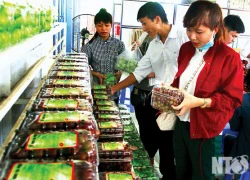 Ninh Thuận: Chắp cánh cho "nữ hoàng" bay cao, bay xa