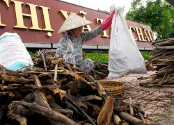 "Nô nức" lao ra giữa dòng lũ vớt củi