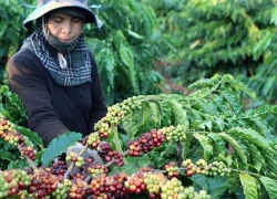 Nông dân Tây Nguyên vay nóng tín dụng đen trả lãi ngân hàng!