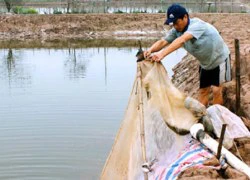 Nuôi tôm thẻ chân trắng lãi 100 triệu đồng/vụ/ha