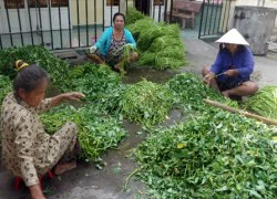 Rau muống trồng sạch, đầu ra mới thông