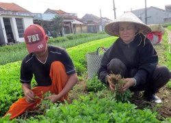 Rau sạch - đam mê và... nản lòng